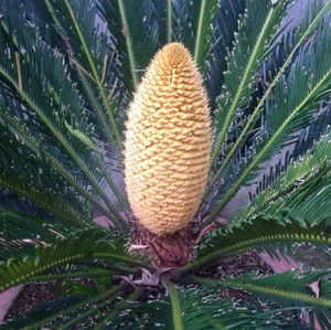 The Lucky Bloom: Discovering the Unique Plant That Brings Prosperity - image 1
