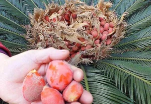 The Lucky Bloom: Discovering the Unique Plant That Brings Prosperity - image 7