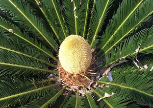 The Lucky Bloom: Discovering the Unique Plant That Brings Prosperity - image 0