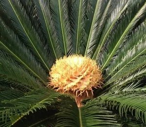 The Lucky Bloom: Discovering the Unique Plant That Brings Prosperity - image 2