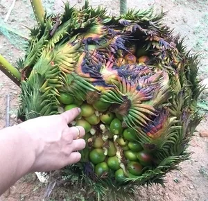 The Lucky Bloom: Discovering the Unique Plant That Brings Prosperity - image 9