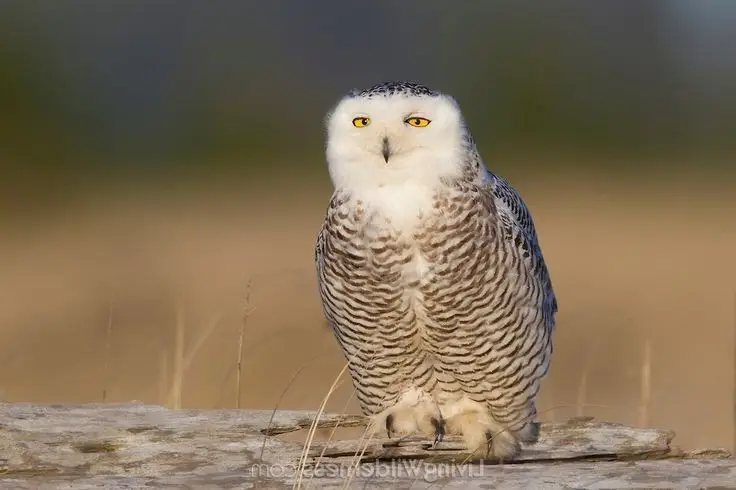Snowy Owl: Unveiling the Arctic's Master Predator's Superb Hunting Prowess in Icy Realms