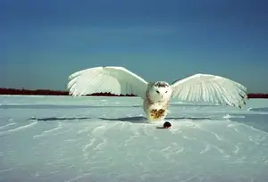 Snowy Owl: Unveiling the Arctic's Master Predator's Superb Hunting Prowess in Icy Realms - image 8