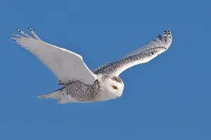 Snowy Owl: Unveiling the Arctic's Master Predator's Superb Hunting Prowess in Icy Realms - image 7