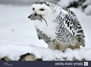 Snowy Owl: Unveiling the Arctic's Master Predator's Superb Hunting Prowess in Icy Realms - image 1