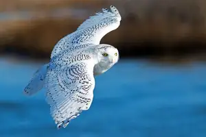 Snowy Owl: Unveiling the Arctic's Master Predator's Superb Hunting Prowess in Icy Realms - image 6
