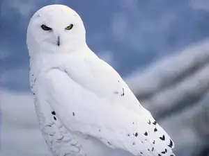 Snowy Owl: Unveiling the Arctic's Master Predator's Superb Hunting Prowess in Icy Realms - image 2