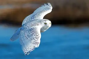 Snowy Owl: Unveiling the Arctic's Master Predator's Superb Hunting Prowess in Icy Realms - image 4