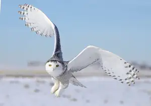 Snowy Owl: Unveiling the Arctic's Master Predator's Superb Hunting Prowess in Icy Realms - image 3