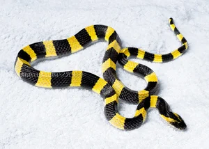 4 Most Venomous Snakes on Earth: Which Ones Are Common in Vietnam? - image 6