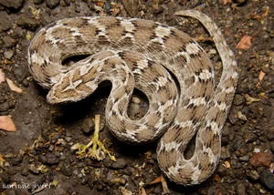 4 Most Venomous Snakes on Earth: Which Ones Are Common in Vietnam? - image 0