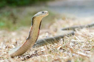 4 Most Venomous Snakes on Earth: Which Ones Are Common in Vietnam? - image 4