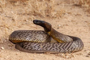 4 Most Venomous Snakes on Earth: Which Ones Are Common in Vietnam? - image 7