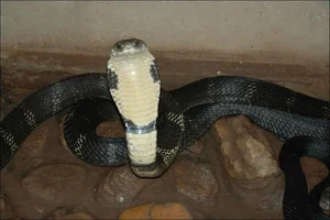 4 Most Venomous Snakes on Earth: Which Ones Are Common in Vietnam? - image 1