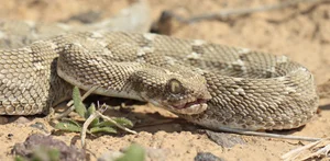 4 Most Venomous Snakes on Earth: Which Ones Are Common in Vietnam? - image 2