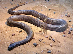 4 Most Venomous Snakes on Earth: Which Ones Are Common in Vietnam? - image 3
