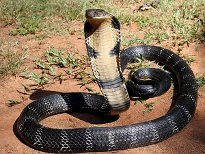 4 Most Venomous Snakes on Earth: Which Ones Are Common in Vietnam? - image 8