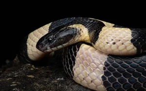 4 Most Venomous Snakes on Earth: Which Ones Are Common in Vietnam? - image 5