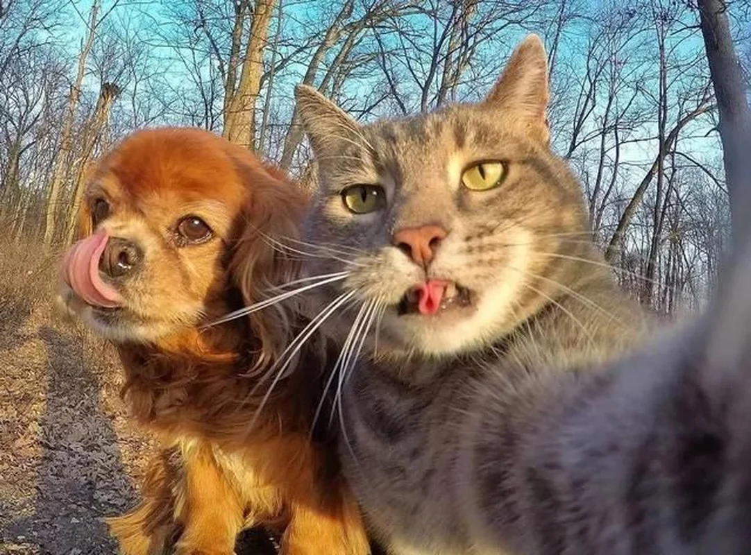Cats vs. Dogs: 15 Fascinating Contrasting Traits of Our Favorite Pets
