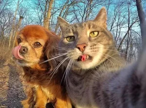 Cats vs. Dogs: 15 Fascinating Contrasting Traits of Our Favorite Pets - image 0