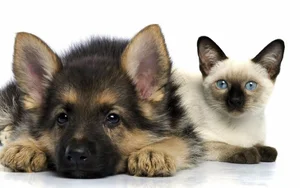 Cats vs. Dogs: 15 Fascinating Contrasting Traits of Our Favorite Pets - image 10