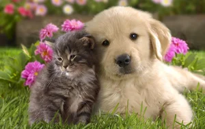 Cats vs. Dogs: 15 Fascinating Contrasting Traits of Our Favorite Pets - image 14