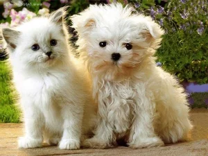 Cats vs. Dogs: 15 Fascinating Contrasting Traits of Our Favorite Pets - image 2