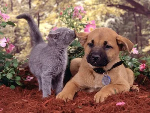 Cats vs. Dogs: 15 Fascinating Contrasting Traits of Our Favorite Pets - image 13