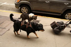 Cats vs. Dogs: 15 Fascinating Contrasting Traits of Our Favorite Pets - image 3