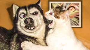 Cats vs. Dogs: 15 Fascinating Contrasting Traits of Our Favorite Pets - image 8