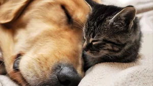Cats vs. Dogs: 15 Fascinating Contrasting Traits of Our Favorite Pets - image 12