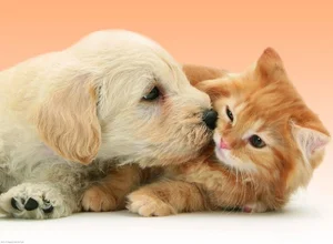 Cats vs. Dogs: 15 Fascinating Contrasting Traits of Our Favorite Pets - image 9