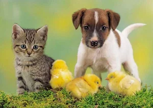 Cats vs. Dogs: 15 Fascinating Contrasting Traits of Our Favorite Pets - image 11