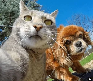 Cats vs. Dogs: 15 Fascinating Contrasting Traits of Our Favorite Pets - image 7