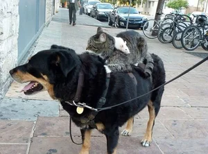 Cats vs. Dogs: 15 Fascinating Contrasting Traits of Our Favorite Pets - image 6