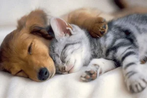 Cats vs. Dogs: 15 Fascinating Contrasting Traits of Our Favorite Pets - image 1