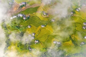 Discover Vietnam's New Hidden Picturesque Terrace Rice Field Paradise - image 6
