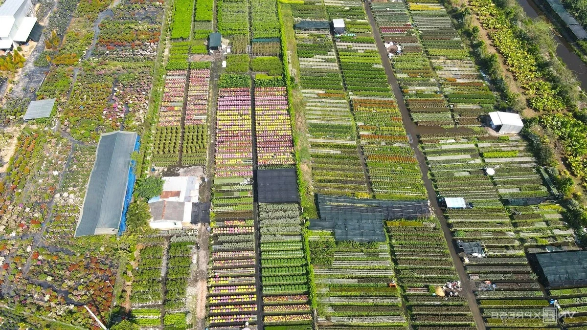 Inside Sa Dec: The Largest Flower Village in Western Vietnam Preparing for Tet