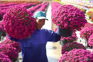 Inside Sa Dec: The Largest Flower Village in Western Vietnam Preparing for Tet - image 1