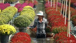 Inside Sa Dec: The Largest Flower Village in Western Vietnam Preparing for Tet - image 2