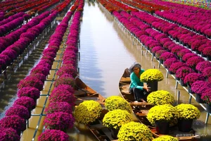 Inside Sa Dec: The Largest Flower Village in Western Vietnam Preparing for Tet - image 4