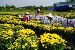 Inside Sa Dec: The Largest Flower Village in Western Vietnam Preparing for Tet - image 3