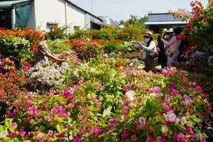Inside Sa Dec: The Largest Flower Village in Western Vietnam Preparing for Tet - image 7