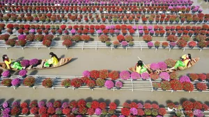 Inside Sa Dec: The Largest Flower Village in Western Vietnam Preparing for Tet - image 6