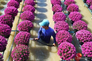 Inside Sa Dec: The Largest Flower Village in Western Vietnam Preparing for Tet - image 8