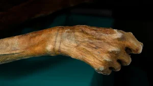 Unraveling the Cold Case of Ötzi the Iceman: Ancient Mysteries Revealed - image 4