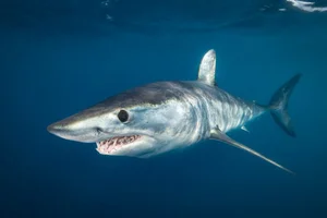Rare Black Mako Shark Sighting Off the US Coast Stuns Scientists - image 7