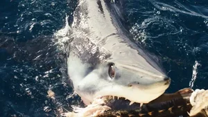 Rare Black Mako Shark Sighting Off the US Coast Stuns Scientists - image 8