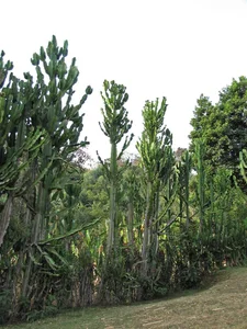 Discover the World’s Largest Succulent Plants: Nature’s Giant Wonders That Will Amaze You - image 2