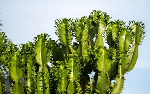 Discover the World’s Largest Succulent Plants: Nature’s Giant Wonders That Will Amaze You - image 9